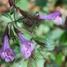 Fotografia 8 da espécie Clinopodium menthifolium subesp. menthifolium do Jardim Botânico UTAD