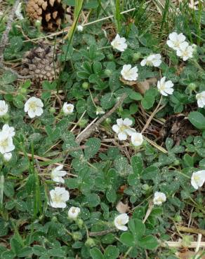 Fotografia 19 da espécie Potentilla montana no Jardim Botânico UTAD