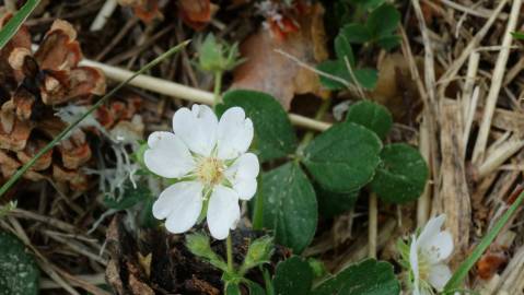 Fotografia da espécie Potentilla montana