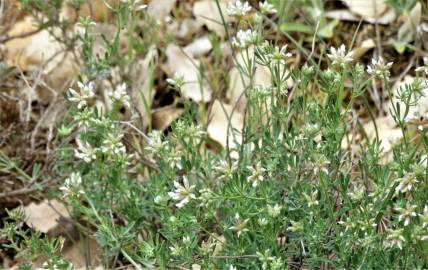 Fotografia da espécie Dorycnium pentaphyllum