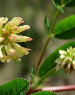 Fotografia 14 da espécie Astragalus glycyphyllos no Jardim Botânico UTAD