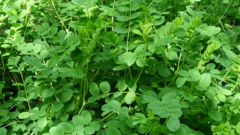 Fotografia da espécie Astragalus glycyphyllos