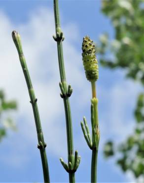 Fotografia 15 da espécie Equisetum palustre no Jardim Botânico UTAD