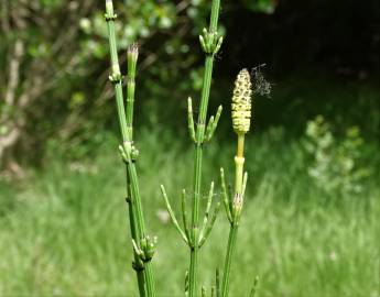 Fotografia da espécie Equisetum palustre