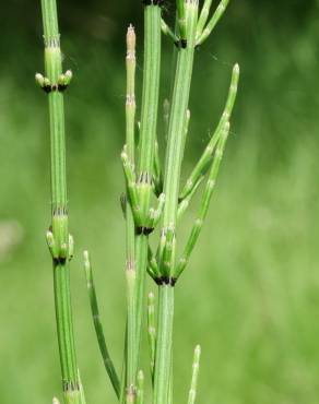 Fotografia 17 da espécie Equisetum palustre no Jardim Botânico UTAD