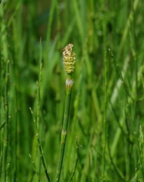 Fotografia 19 da espécie Equisetum palustre no Jardim Botânico UTAD