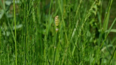 Fotografia da espécie Equisetum palustre