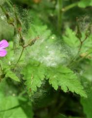 Geranium robertianum subesp. robertianum