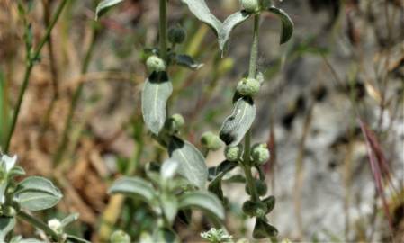 Fotografia da espécie Mercurialis tomentosa