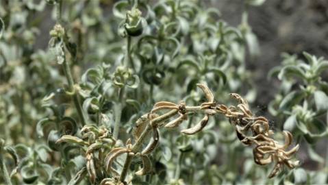 Fotografia da espécie Mercurialis tomentosa