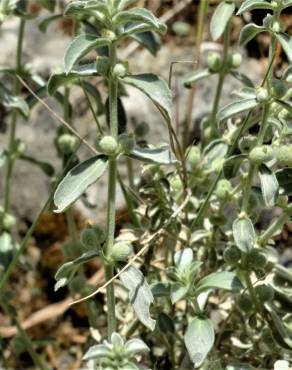 Fotografia 7 da espécie Mercurialis tomentosa no Jardim Botânico UTAD
