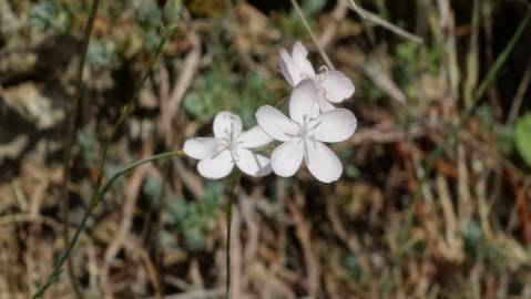 Fotografia da espécie Dianthus pungens subesp. brachyanthus