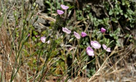 Fotografia da espécie Dianthus pungens subesp. brachyanthus