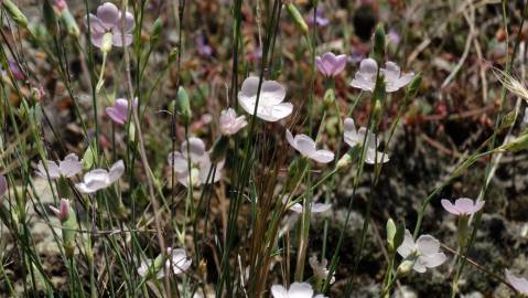 Fotografia da espécie Dianthus pungens subesp. brachyanthus