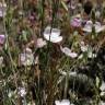 Fotografia 6 da espécie Dianthus pungens subesp. brachyanthus do Jardim Botânico UTAD