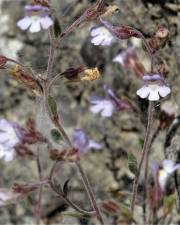 Fotografia da espécie Chaenorhinum segoviense