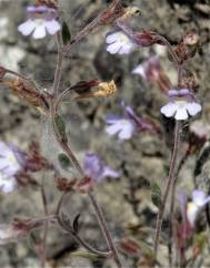 Chaenorhinum segoviense subesp. segoviense