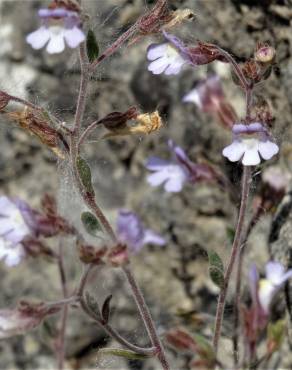 Fotografia 1 da espécie Chaenorhinum segoviense subesp. segoviense no Jardim Botânico UTAD