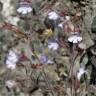 Fotografia 1 da espécie Chaenorhinum segoviense subesp. segoviense do Jardim Botânico UTAD