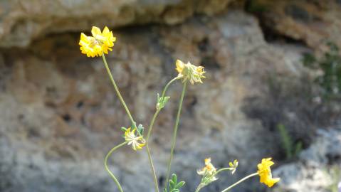 Fotografia da espécie Coronilla glauca