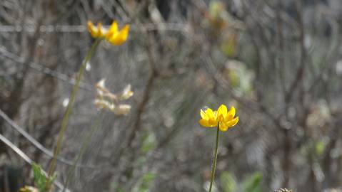 Fotografia da espécie Coronilla glauca