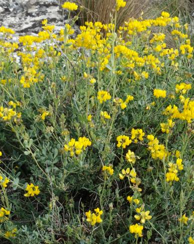 Fotografia de capa Coronilla glauca - do Jardim Botânico