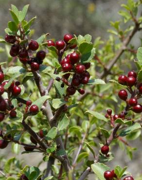 Fotografia 16 da espécie Rhamnus alaternus no Jardim Botânico UTAD