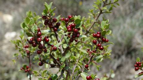 Fotografia da espécie Rhamnus alaternus