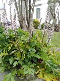 Fotografia da espécie Acanthus mollis