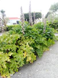 Fotografia da espécie Acanthus mollis