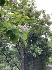 Fotografia da espécie Catalpa bignonioides