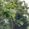 Fotografia 19 da espécie Catalpa bignonioides do Jardim Botânico UTAD