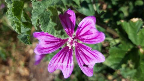 Fotografia da espécie Malva sylvestris