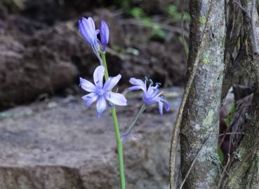 Fotografia da espécie Hyacinthoides hispanica