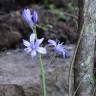 Fotografia 12 da espécie Hyacinthoides hispanica do Jardim Botânico UTAD