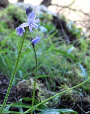 Fotografia 13 da espécie Hyacinthoides hispanica no Jardim Botânico UTAD