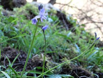 Fotografia da espécie Hyacinthoides hispanica