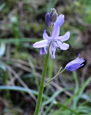 Fotografia 14 da espécie Hyacinthoides hispanica no Jardim Botânico UTAD