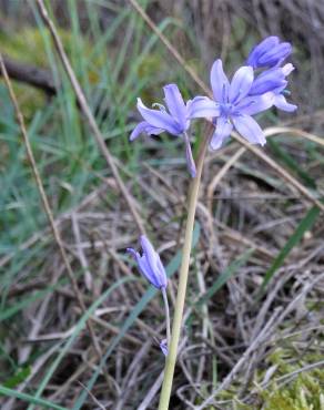 Fotografia 15 da espécie Hyacinthoides hispanica no Jardim Botânico UTAD