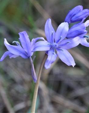 Fotografia 16 da espécie Hyacinthoides hispanica no Jardim Botânico UTAD