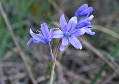 Fotografia da espécie Hyacinthoides hispanica