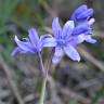 Fotografia 16 da espécie Hyacinthoides hispanica do Jardim Botânico UTAD