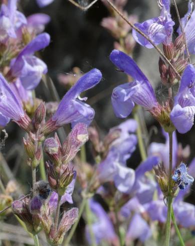 Fotografia de capa Salvia lavandulifolia subesp. lavandulifolia - do Jardim Botânico