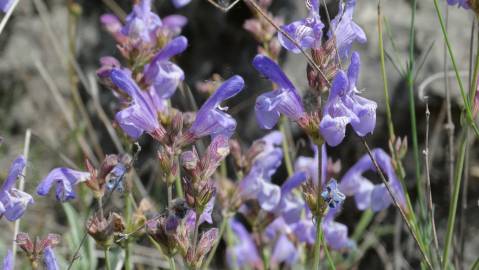 Fotografia da espécie Salvia lavandulifolia subesp. lavandulifolia