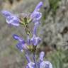 Fotografia 10 da espécie Salvia lavandulifolia subesp. lavandulifolia do Jardim Botânico UTAD