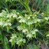 Fotografia 19 da espécie Helleborus foetidus do Jardim Botânico UTAD