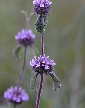 Fotografia 10 da espécie Marrubium supinum no Jardim Botânico UTAD