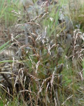 Fotografia 16 da espécie Deschampsia flexuosa no Jardim Botânico UTAD