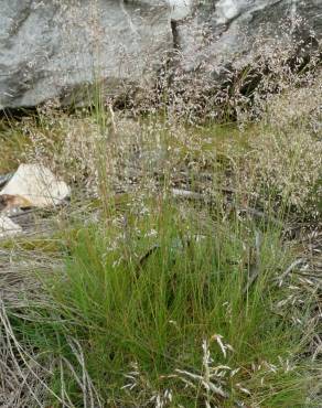 Fotografia 17 da espécie Deschampsia flexuosa no Jardim Botânico UTAD