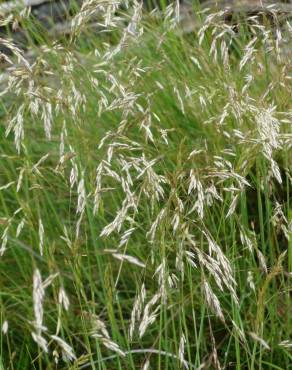 Fotografia 19 da espécie Deschampsia flexuosa no Jardim Botânico UTAD